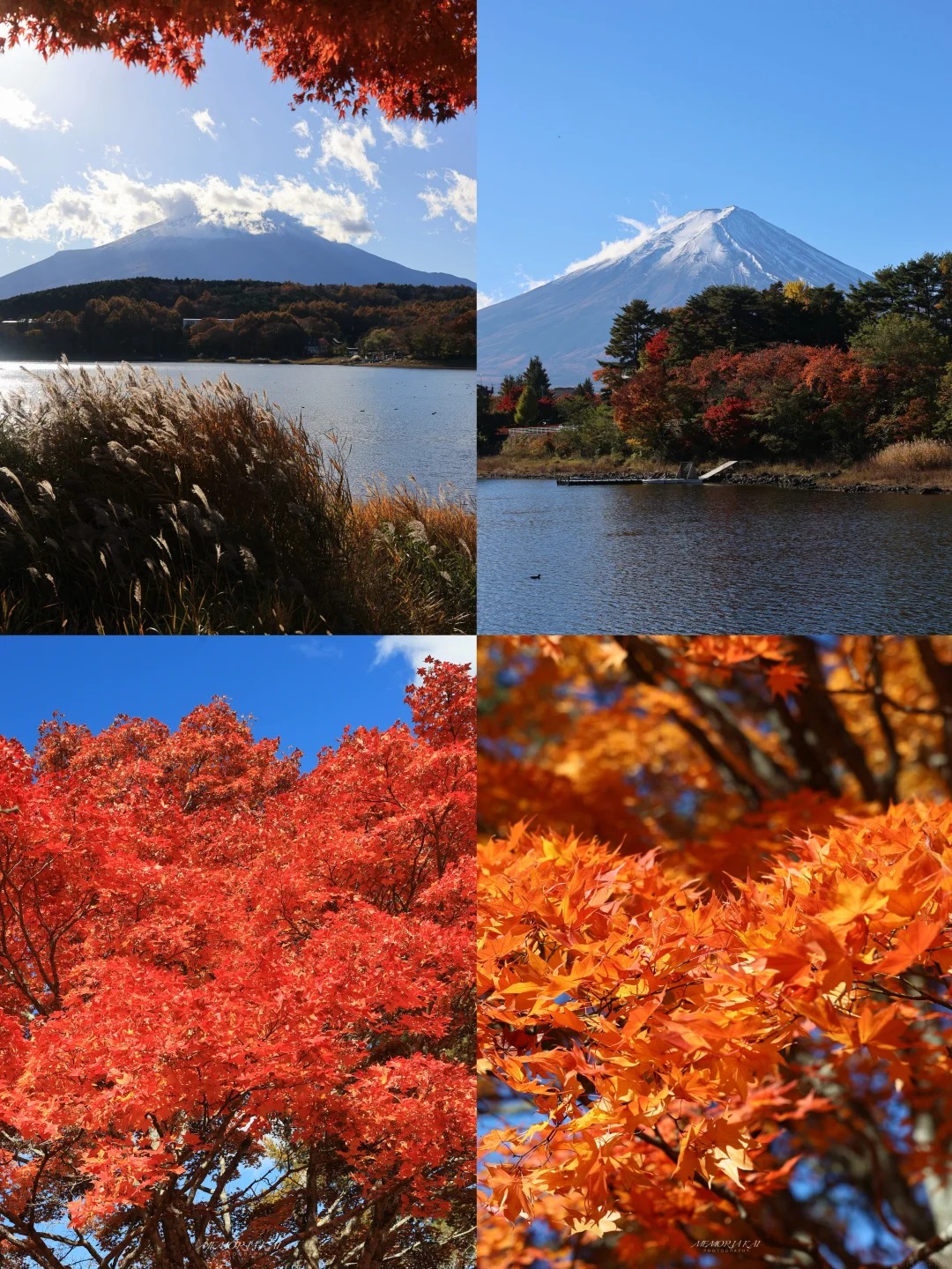 红叶季🍁富士山下🗻Live｜想看看你拍的红叶 1 定格 📸 from rednote web