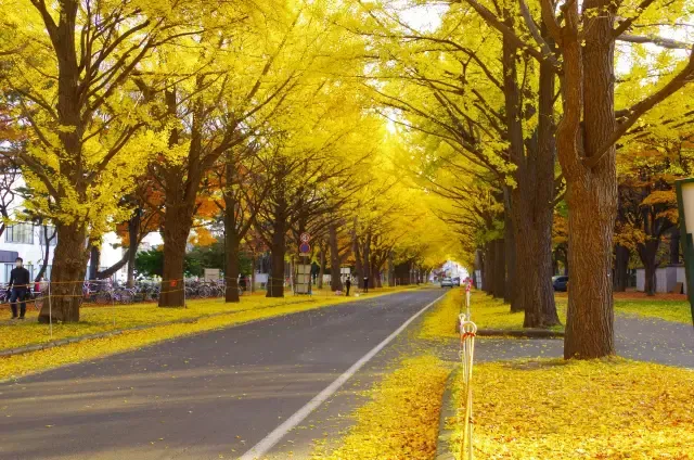 daihochokkaido
