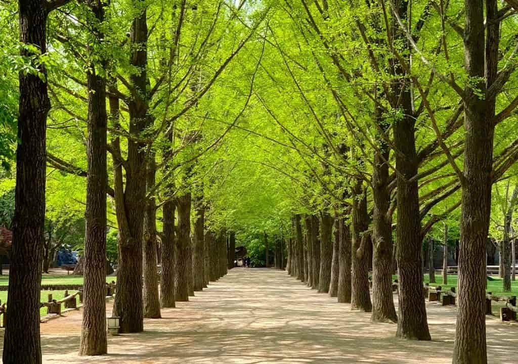TOUR HÀN QUỐC 5N4Đ: SEOUL - NAMI - EVERLAND