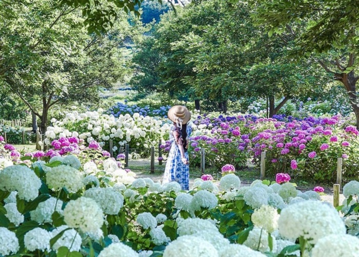TOUR HÀN QUỐC 6N5Đ: SEOUL - JEJU - NAMI - CAMELLIA HILL BAY 7C