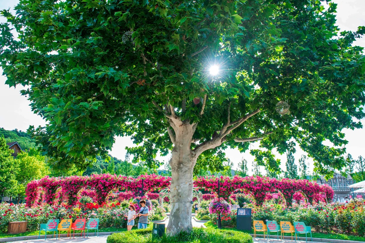 TOUR HÀN QUỐC 5N4Đ MÙA THU: SEOUL - NAMI - EVERLAND - HÁI TÁO