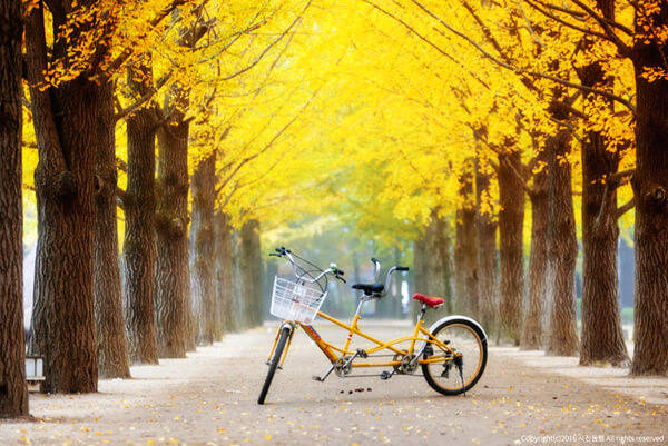 TOUR HÀN QUỐC 5N4Đ: SEOUL - NAMI - EVERLAND - HÁI TÁO