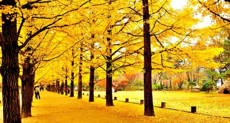 TOUR HÀN QUỐC 5N4Đ: SEOUL - NAMI - EVERLAND - HÁI TÁO