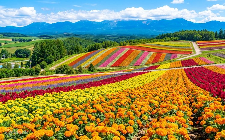 TOUR 6N5Đ HOKKAIDO - ASAHIKAWA - SAPPORO - NOBORIBETSU