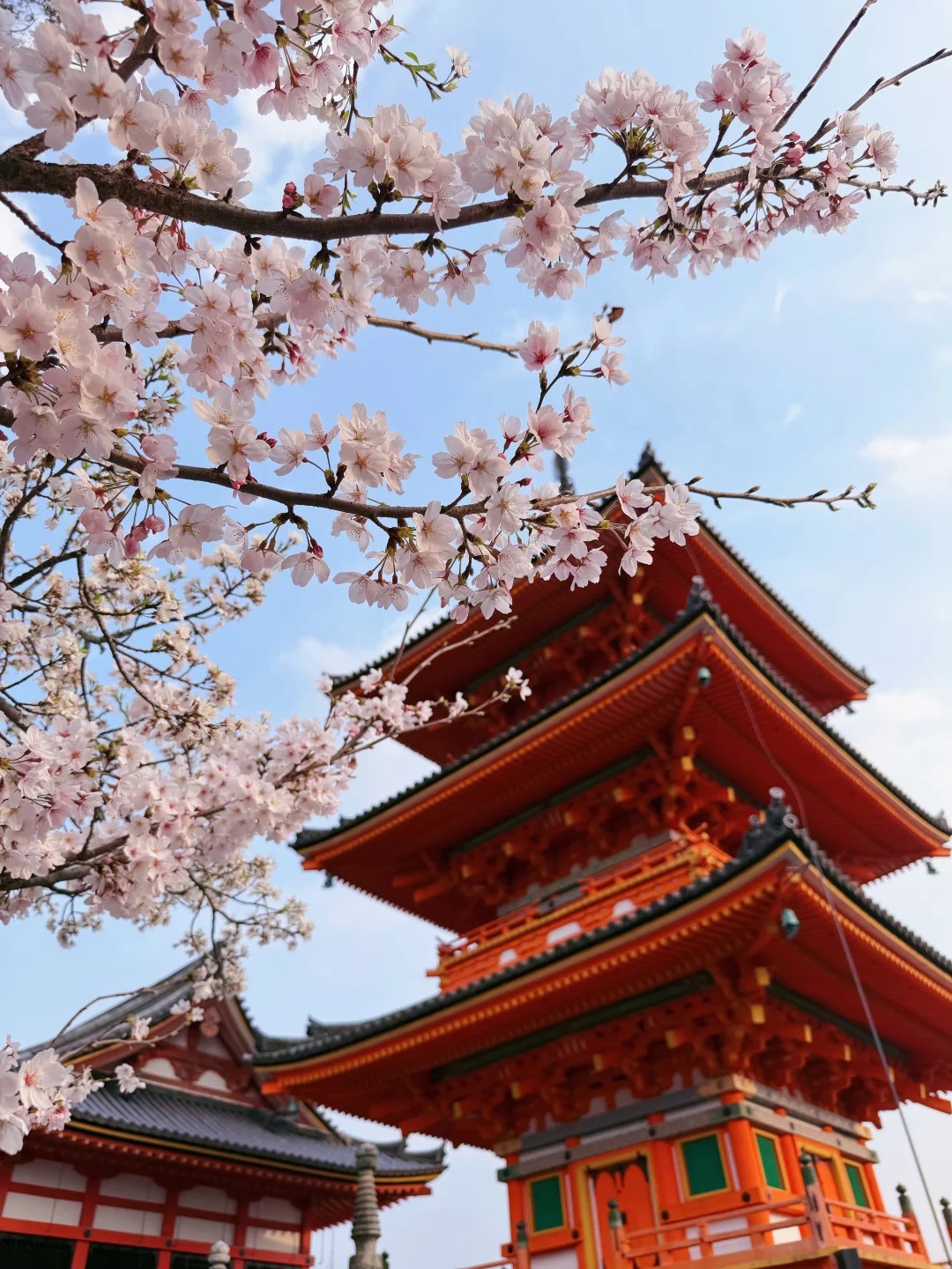 fushimi inari hoa anh đào