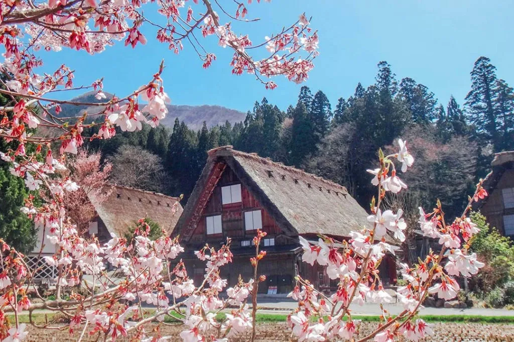 lang co shirakawago 1 hoa anh đào jpg
