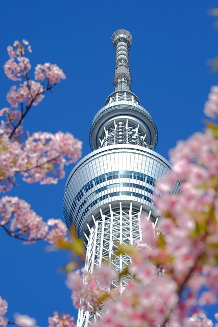 tokyo skytree hoa anh đào